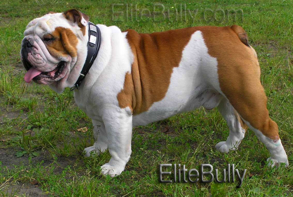 English Bulldog Puppy