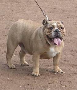 English Bulldog Puppy