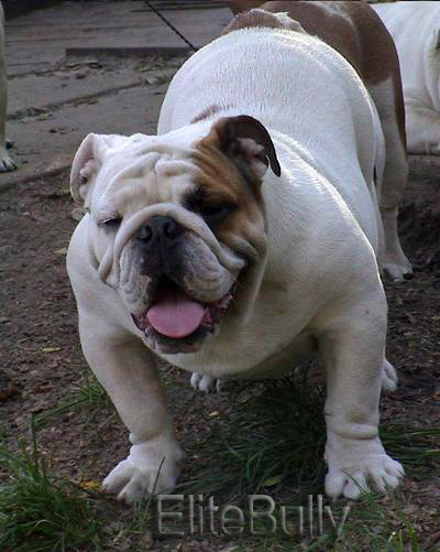Look at this Elite Quality Bulldog