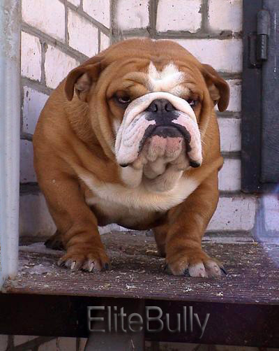 Look at this Elite Quality Bulldog