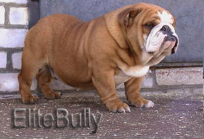 Excellent Bulldog