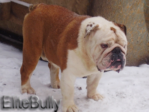 Find English Bulldog Puppy