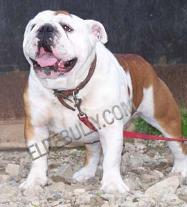 What a great bulldog