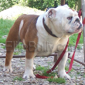 Chapion Bulldog