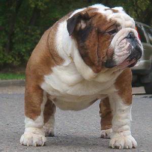 Look at this Elite Quality Bulldog