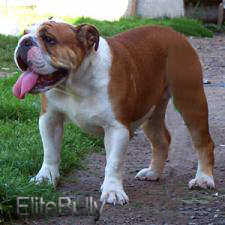 English Bulldog Puppy
