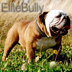Look at this Elite Quality Bulldog