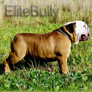 What a great bulldog