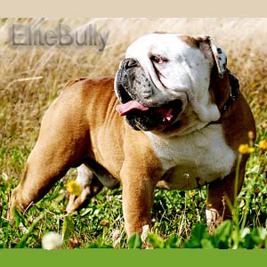 Trully Elite Bulldog