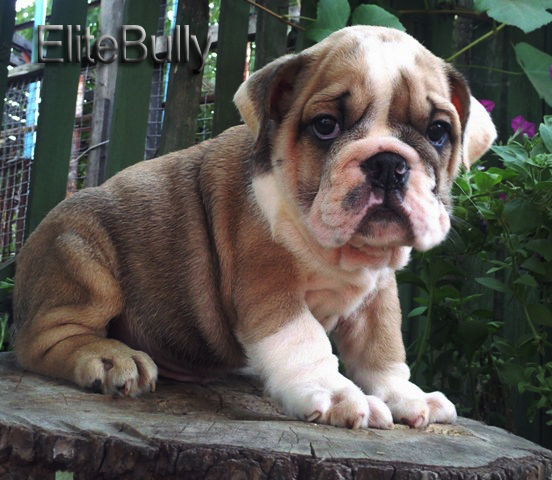 Find English Bulldog Puppy