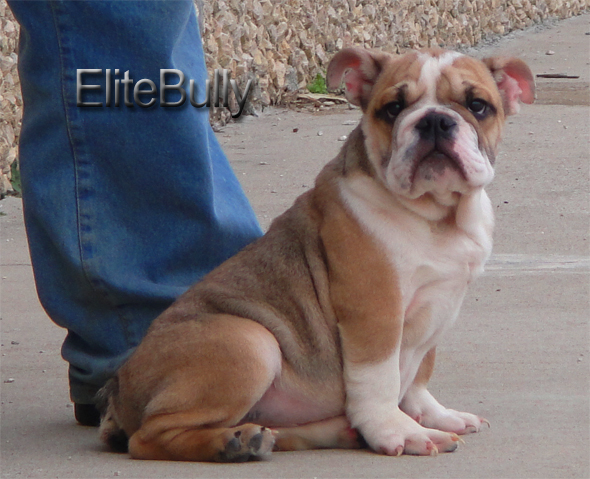Find English Bulldog Puppy