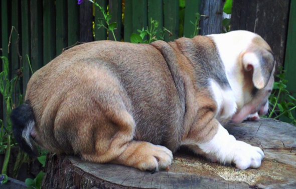 Find English Bulldog Puppy