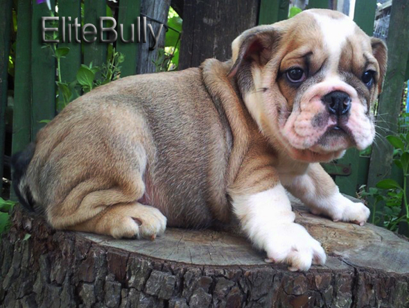 Find English Bulldog Puppy