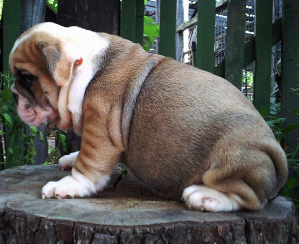 Find English Bulldog Puppy