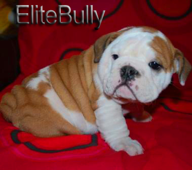English Bulldog Puppy