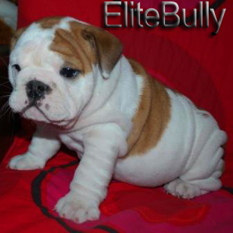 English Bulldog Puppy