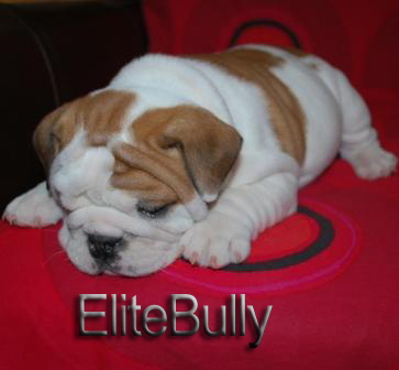 English Bulldog Puppy