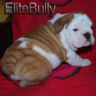 English Bulldog Puppy