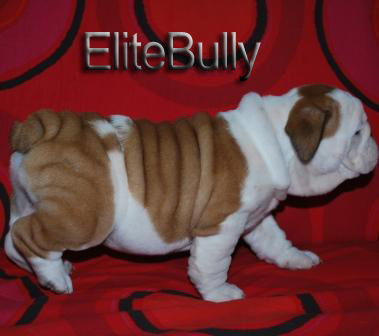 English Bulldog Puppy