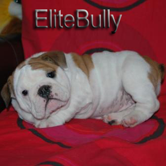 English Bulldog Puppy