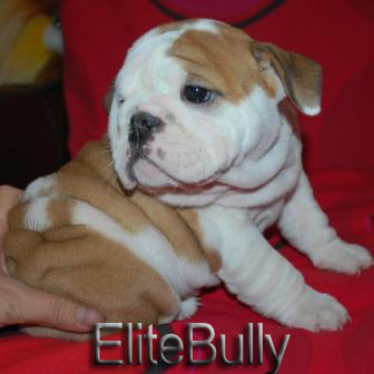 English Bulldog Puppy