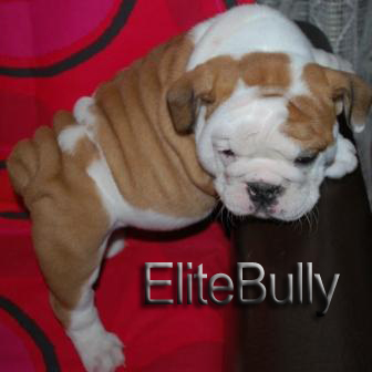 English Bulldog Puppy