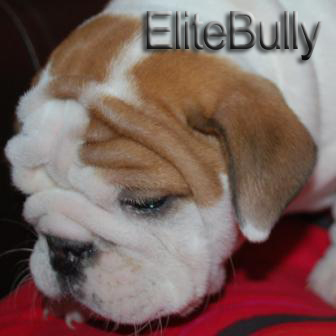 English Bulldog Puppy
