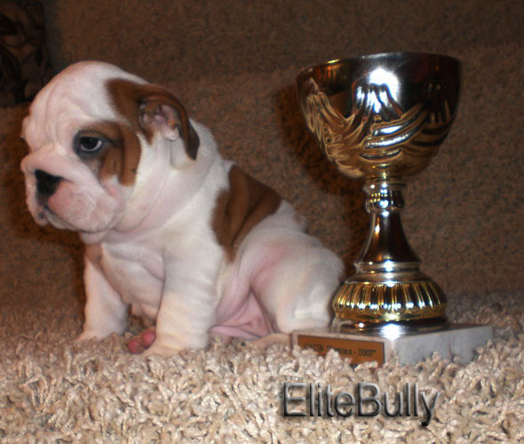 English Bulldog Puppy