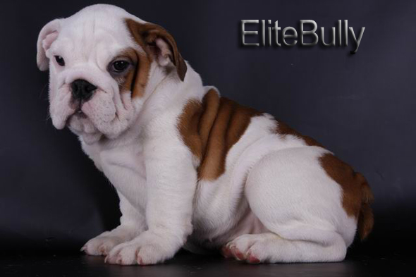 English Bulldog