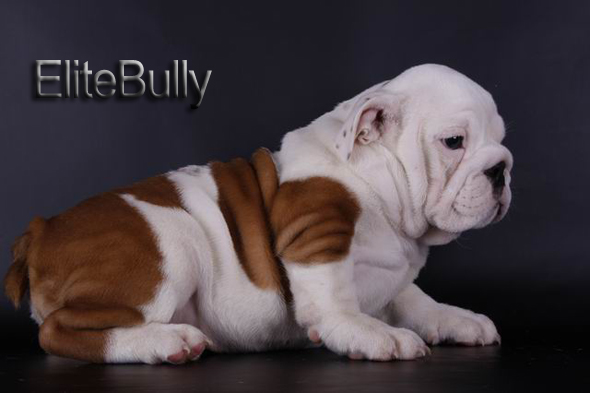 English Bulldog Puppy