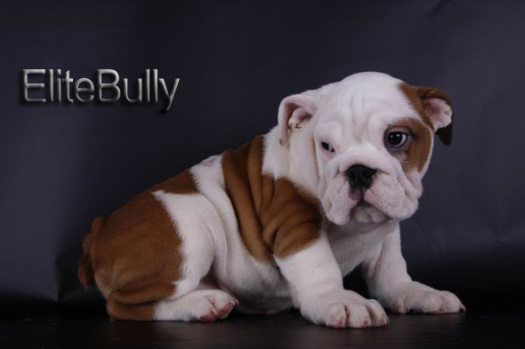 English Bulldog