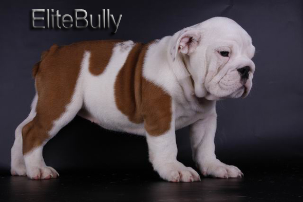 English Bulldog