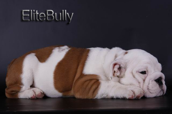 English Bulldog Puppy