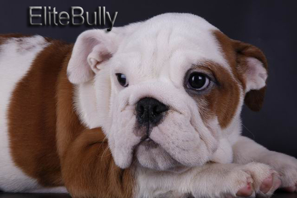 English Bulldog