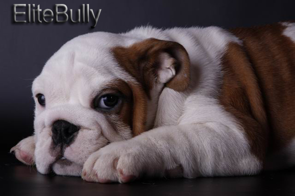 English Bulldog
