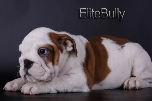 English Bulldog