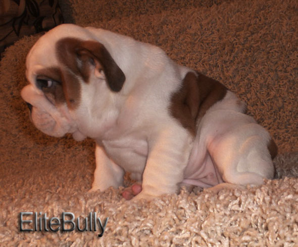 English Bulldog Puppy
