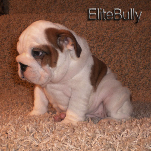 English Bulldog Puppy