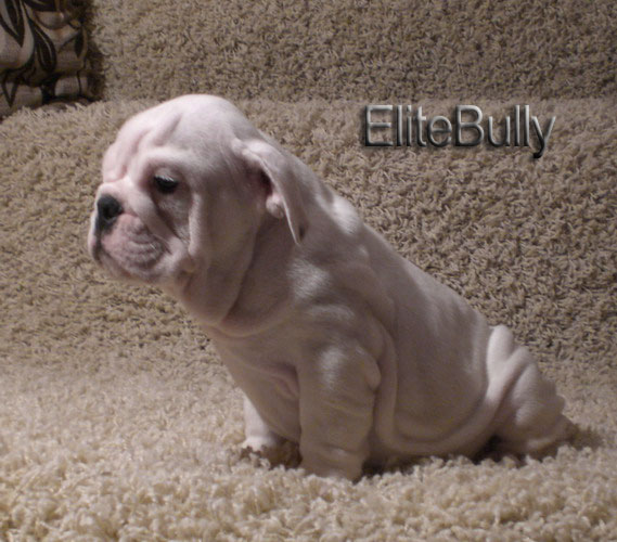 White English Bulldog Puppy