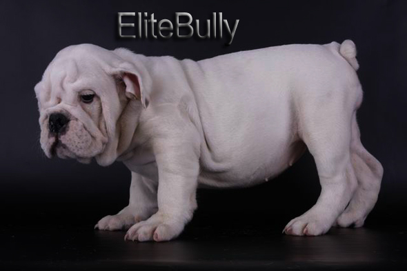 White English Bulldog Puppy