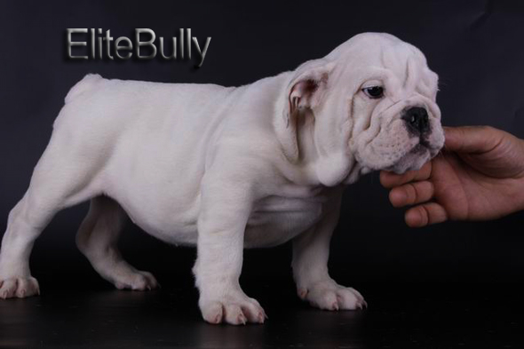 White English Bulldog Puppy