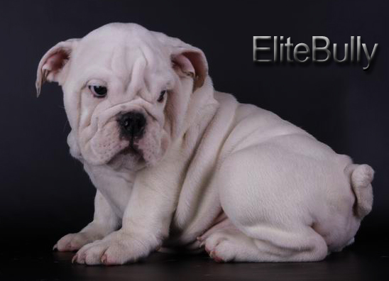White English Bulldog Puppy