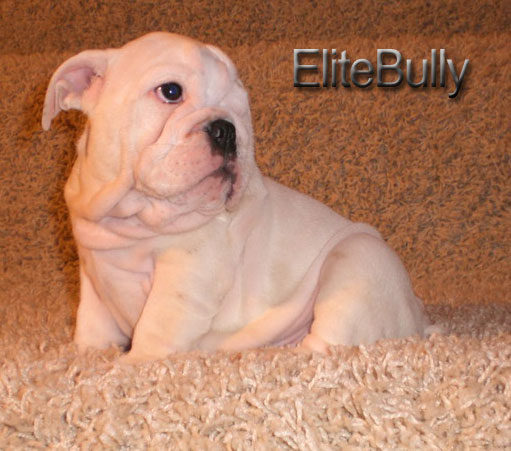 White English Bulldog Puppy