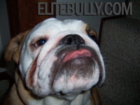 Bulldog Face